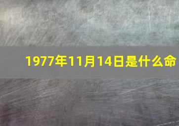 1977年11月14日是什么命