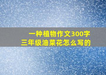 一种植物作文300字三年级油菜花怎么写的