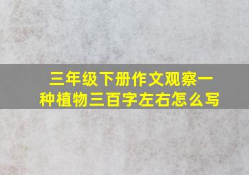 三年级下册作文观察一种植物三百字左右怎么写