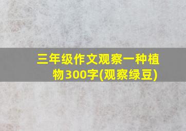 三年级作文观察一种植物300字(观察绿豆)