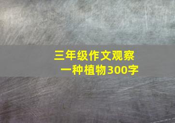 三年级作文观察一种植物300字