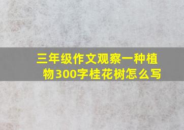 三年级作文观察一种植物300字桂花树怎么写