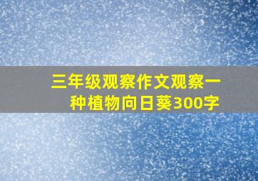 三年级观察作文观察一种植物向日葵300字