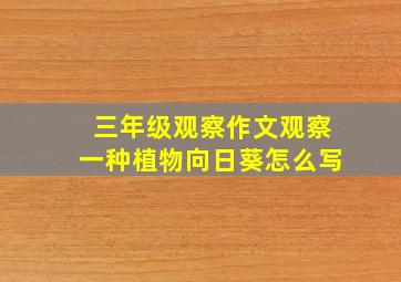 三年级观察作文观察一种植物向日葵怎么写