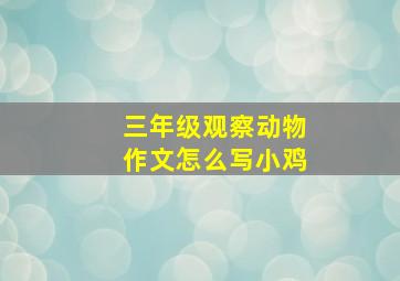 三年级观察动物作文怎么写小鸡