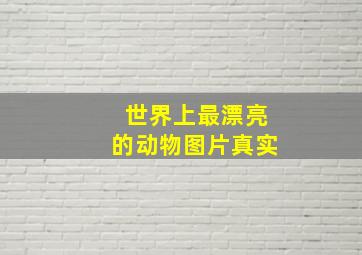 世界上最漂亮的动物图片真实