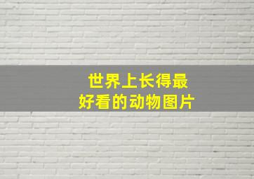 世界上长得最好看的动物图片