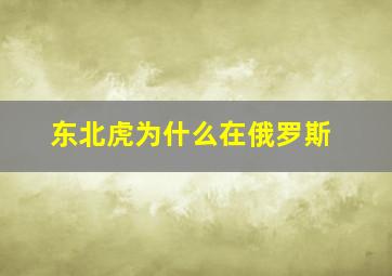 东北虎为什么在俄罗斯