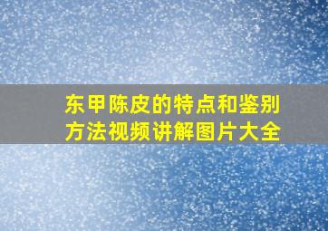 东甲陈皮的特点和鉴别方法视频讲解图片大全