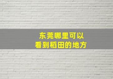 东莞哪里可以看到稻田的地方