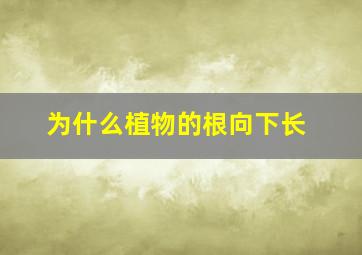 为什么植物的根向下长