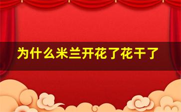 为什么米兰开花了花干了