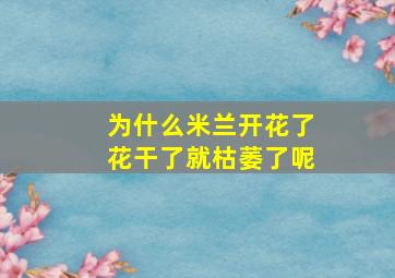 为什么米兰开花了花干了就枯萎了呢