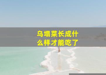 乌塌菜长成什么样才能吃了