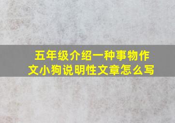 五年级介绍一种事物作文小狗说明性文章怎么写