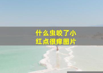 什么虫咬了小红点很痒图片