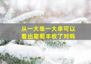 从一大串一大串可以看出葡萄丰收了对吗