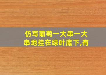 仿写葡萄一大串一大串地挂在绿叶底下,有