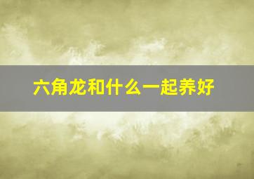 六角龙和什么一起养好