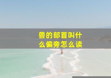 兽的部首叫什么偏旁怎么读