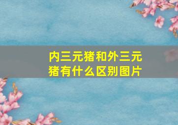 内三元猪和外三元猪有什么区别图片