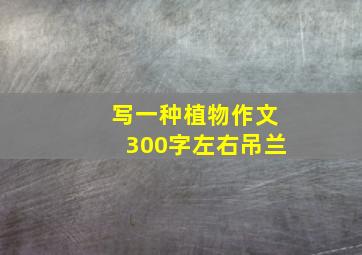 写一种植物作文300字左右吊兰