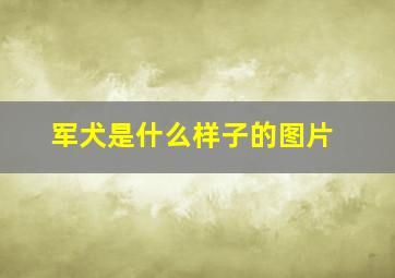 军犬是什么样子的图片