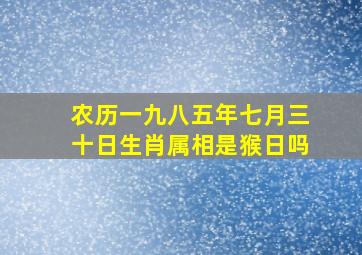 农历一九八五年七月三十日生肖属相是猴日吗