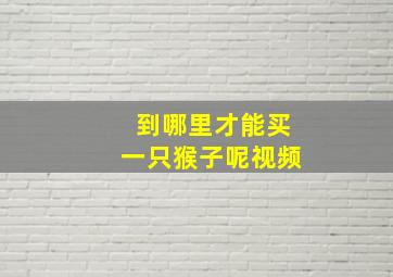 到哪里才能买一只猴子呢视频