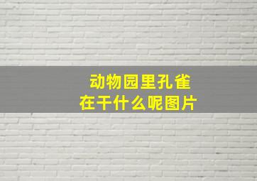 动物园里孔雀在干什么呢图片