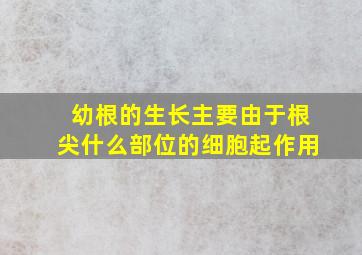 幼根的生长主要由于根尖什么部位的细胞起作用