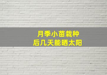 月季小苗栽种后几天能晒太阳