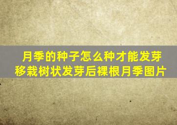 月季的种子怎么种才能发芽移栽树状发芽后裸根月季图片