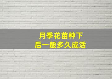 月季花苗种下后一般多久成活