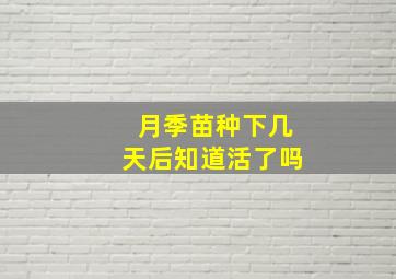 月季苗种下几天后知道活了吗