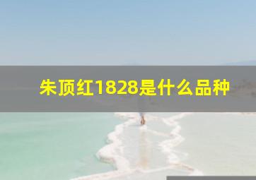 朱顶红1828是什么品种