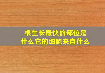 根生长最快的部位是什么它的细胞来自什么