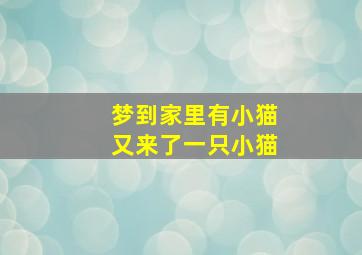 梦到家里有小猫又来了一只小猫