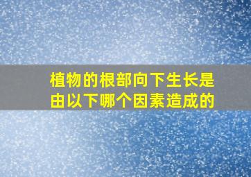 植物的根部向下生长是由以下哪个因素造成的