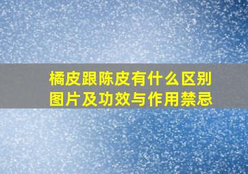 橘皮跟陈皮有什么区别图片及功效与作用禁忌