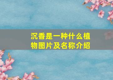 沉香是一种什么植物图片及名称介绍