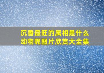 沉香最旺的属相是什么动物呢图片欣赏大全集