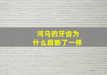 河马的牙齿为什么跟断了一样