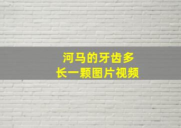 河马的牙齿多长一颗图片视频