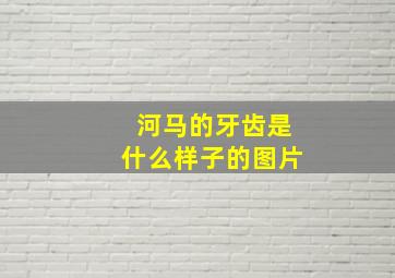 河马的牙齿是什么样子的图片