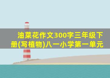 油菜花作文300字三年级下册(写植物)八一小学第一单元