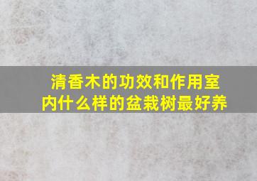 清香木的功效和作用室内什么样的盆栽树最好养