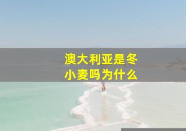 澳大利亚是冬小麦吗为什么