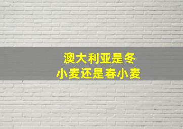 澳大利亚是冬小麦还是春小麦