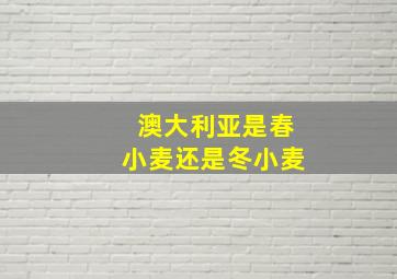 澳大利亚是春小麦还是冬小麦